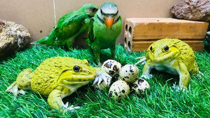 frog and parrot