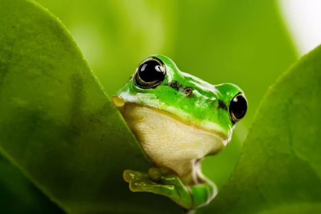 Frog and Parrot – Exploring the Unlikely Duo in Nature, Culture, and Symbolism Frog and Parrot – Exploring the Unlikely Duo in Nature, Culture, and Symbolism
