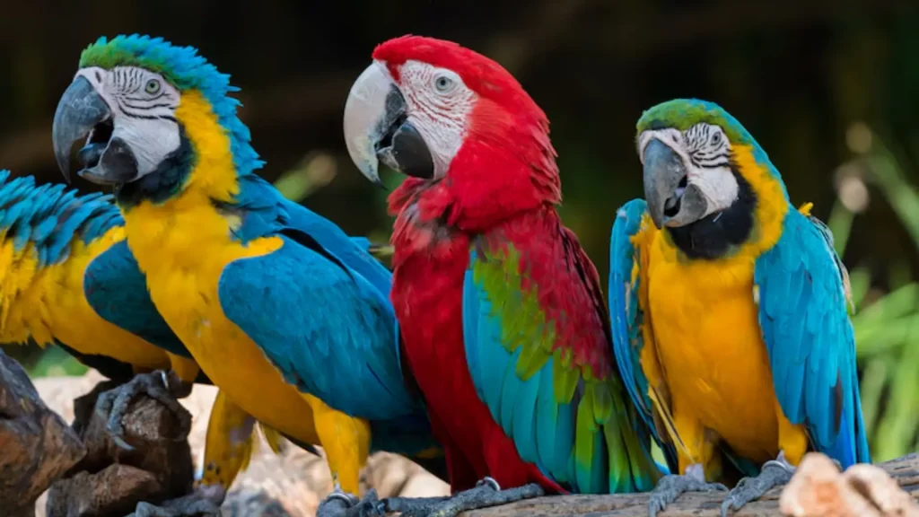 Frog and Parrot – Exploring the Unlikely Duo in Nature, Culture, and Symbolism Frog and Parrot – Exploring the Unlikely Duo in Nature, Culture, and Symbolism